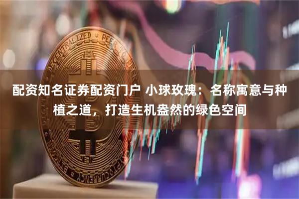 配资知名证券配资门户 小球玫瑰：名称寓意与种植之道，打造生机盎然的绿色空间
